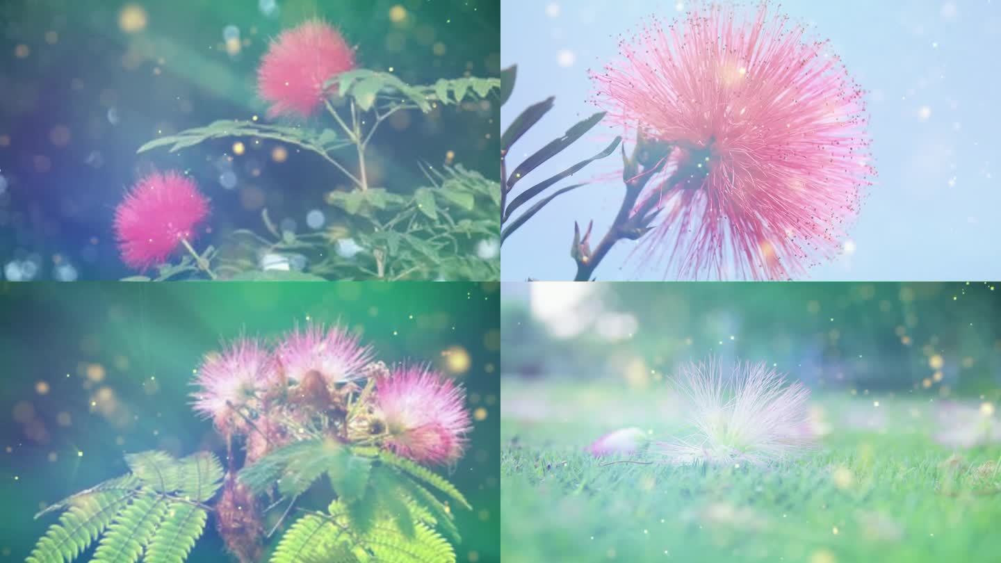 韩红-绒花