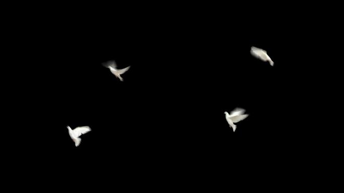 白色鸽子和平鸽飞行通道视频素材
