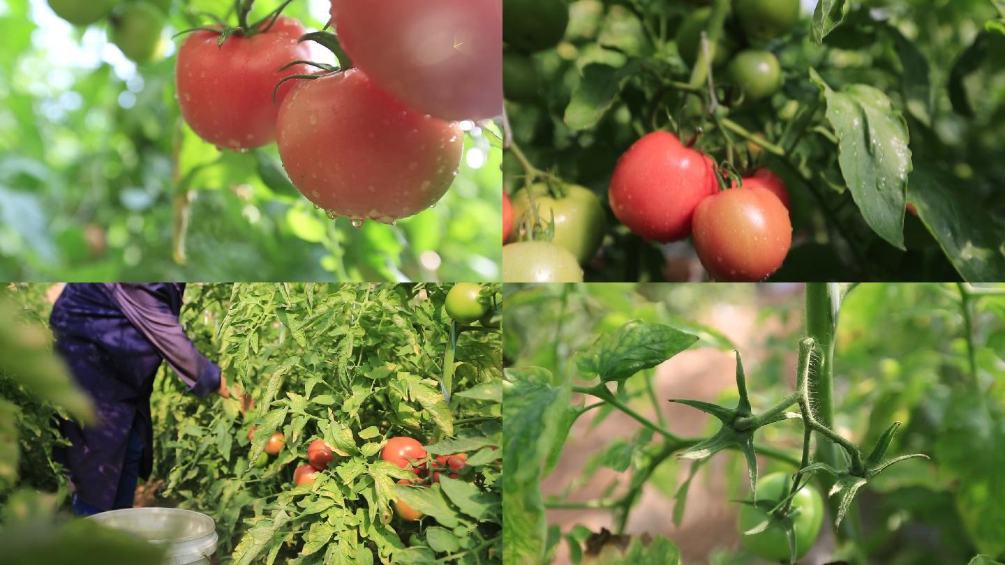 农业大棚西红柿