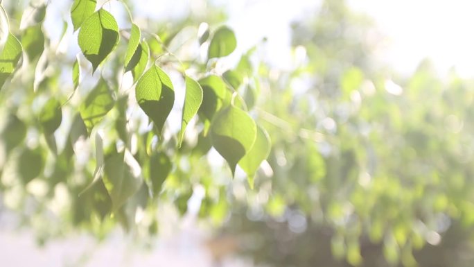 葵花树叶炫光香毛草