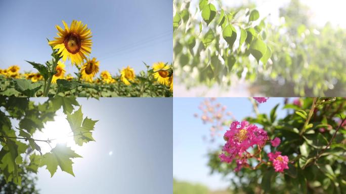 葵花树叶炫光香毛草