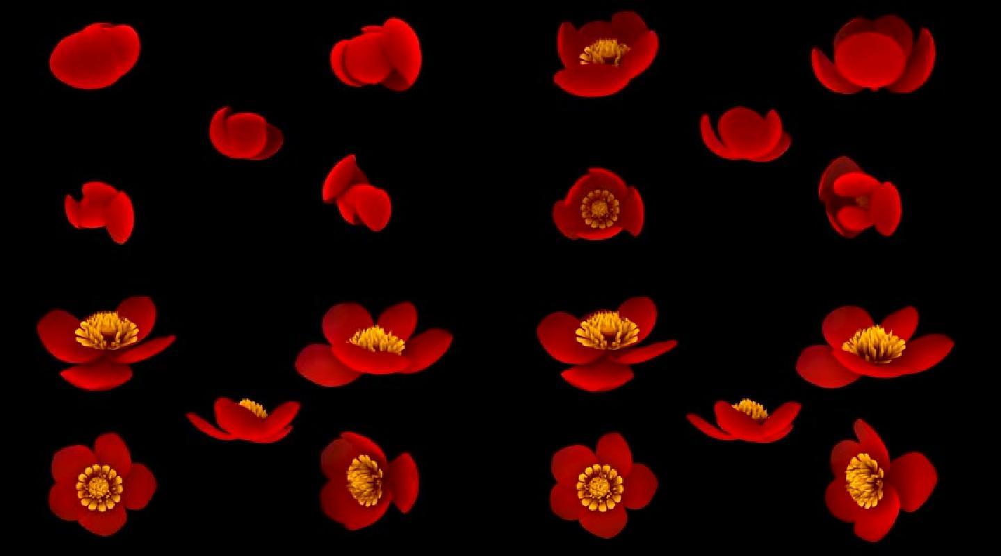 海棠花开五视图视频素材带通道视频