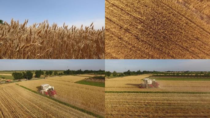 农业收割机小麦收割航拍