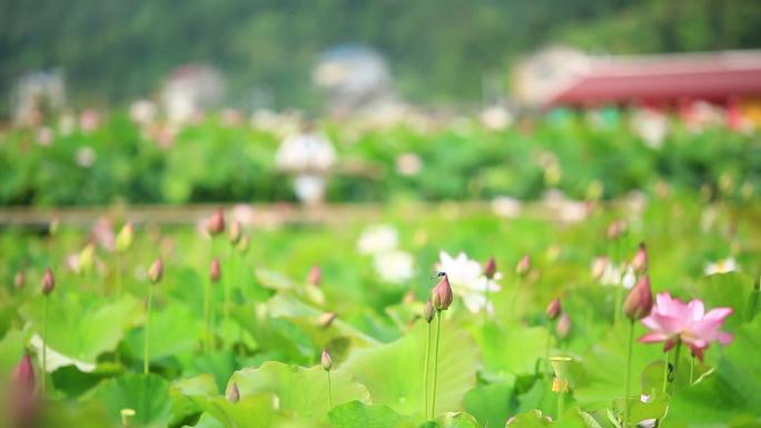 8组美女古筝加农村荷花产业实拍