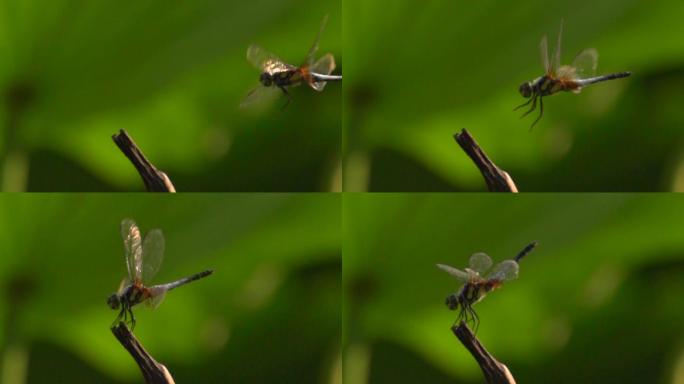 蜻蜓飞行慢动作