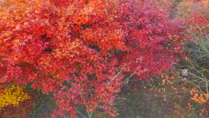 美丽红色枫树林枫叶实拍