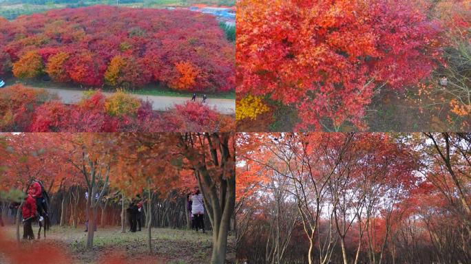 美丽红色枫树林枫叶实拍