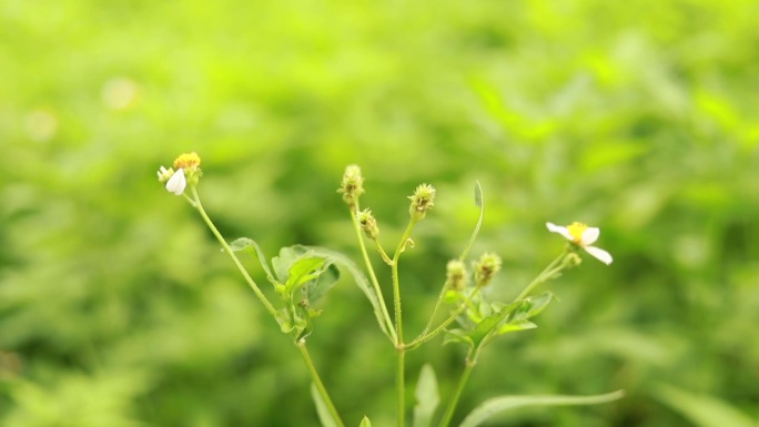 鬼针草