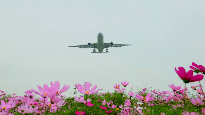 最新原创实拍飞机掠过成都空港花田