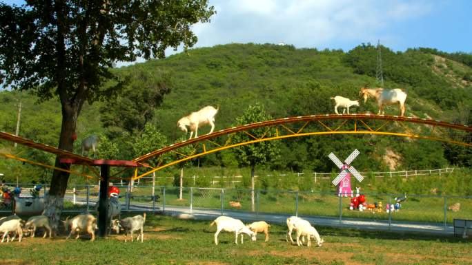 牧场山羊过独木桥