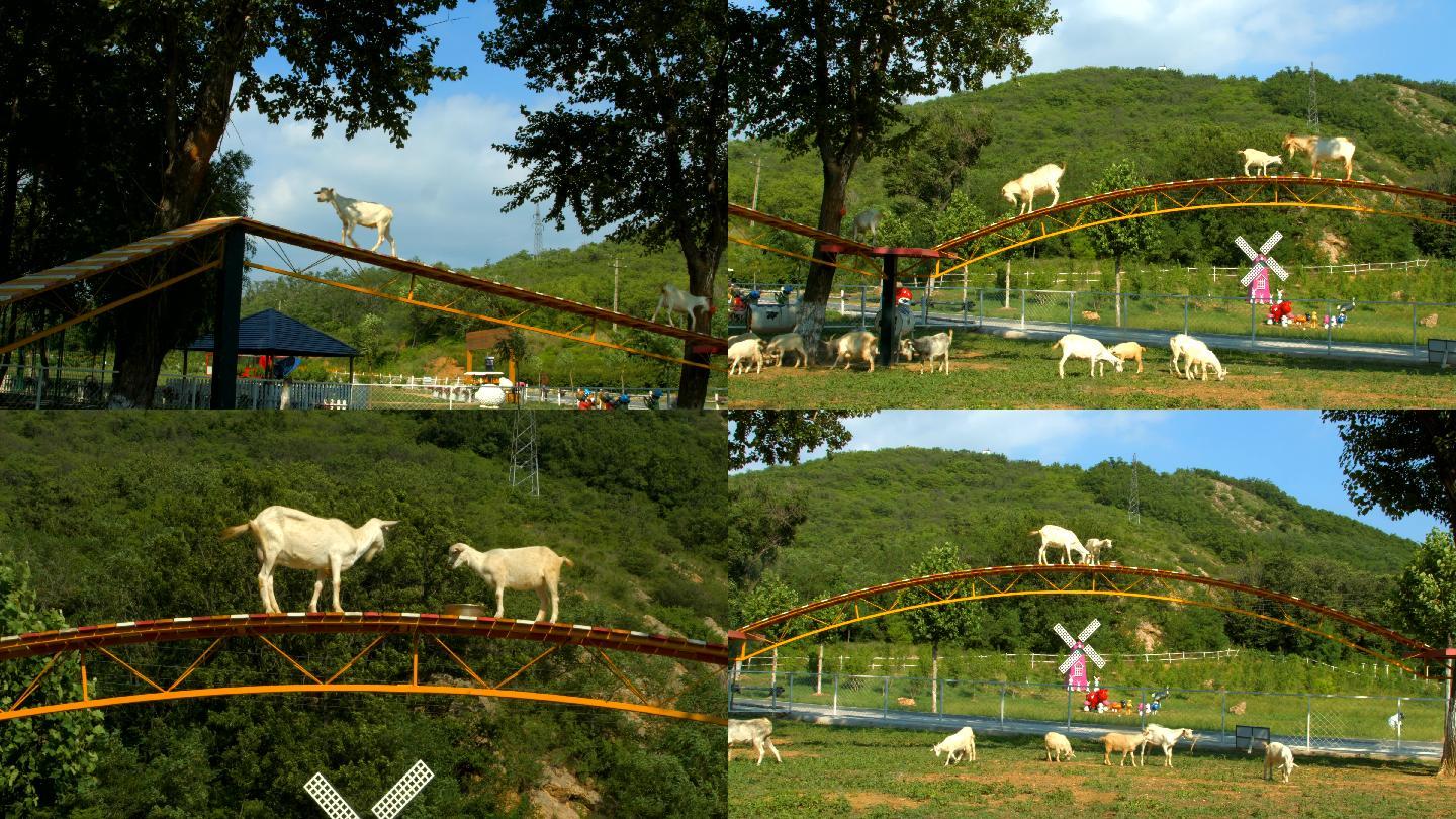 牧场山羊过独木桥