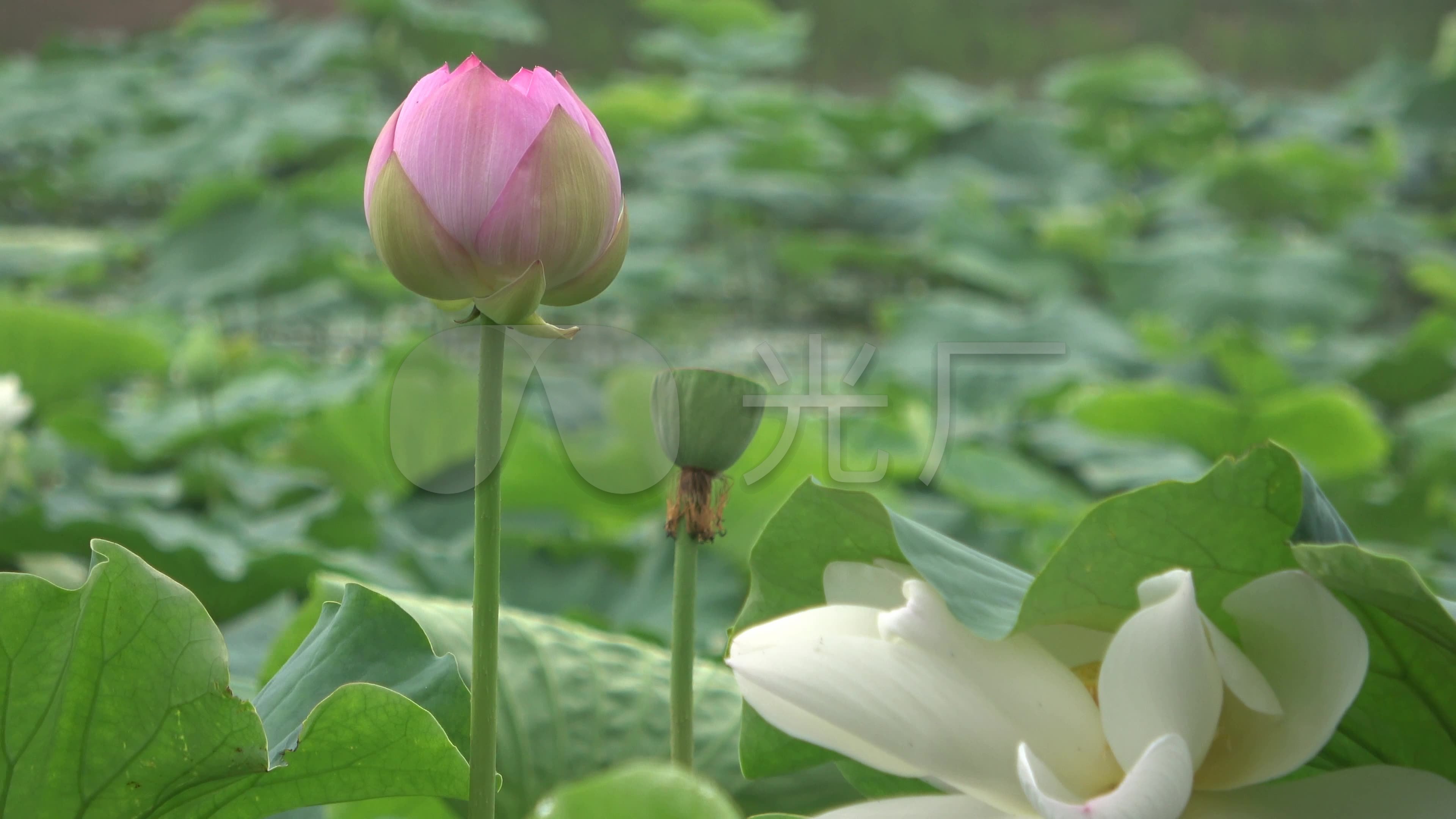 唯美荷塘白荷花_3840x2160_高清视频素材下载(编号:2749987)_实拍视频