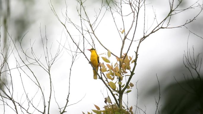 水墨画一样的景色，漂亮的黄鹂鸟叫声