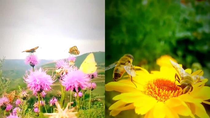 蝴蝶蜜蜂花朵