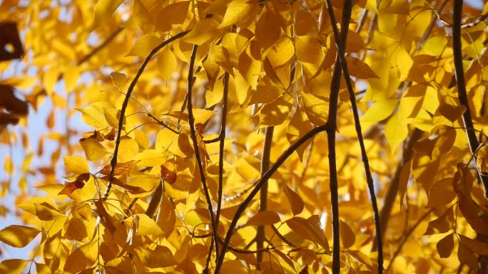 新疆：秋天，阳光下，逆光的金黄树叶