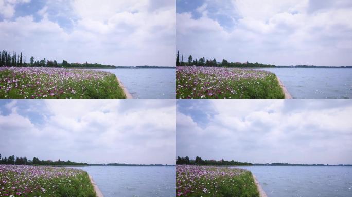 4k风景淀山湖+花海_1541