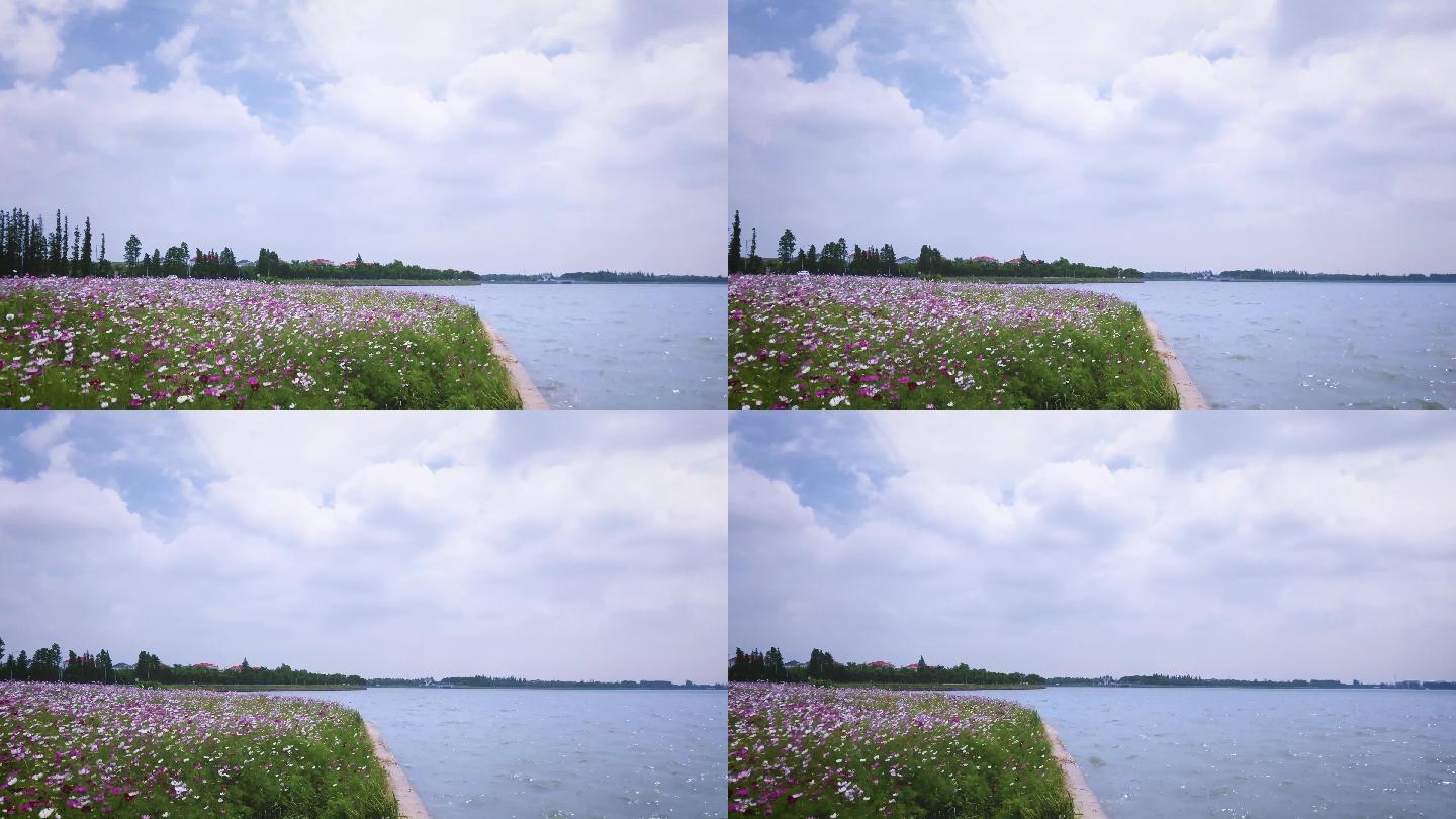 4k风景淀山湖+花海_1541