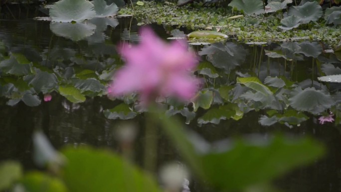 实拍高清素材荷花并蒂莲蜜蜂