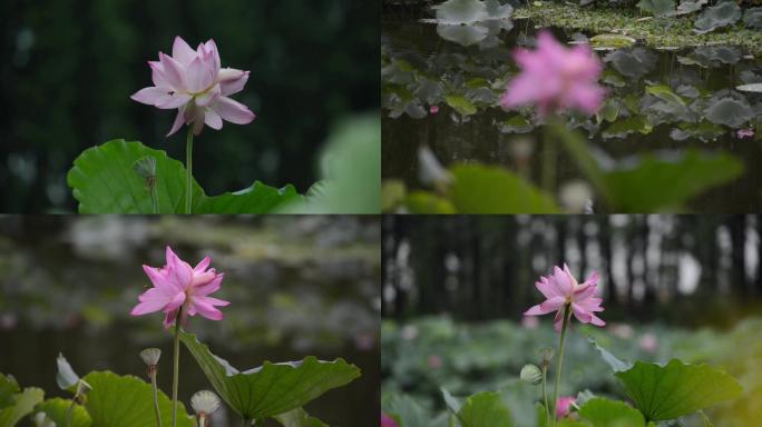 实拍高清素材荷花并蒂莲蜜蜂