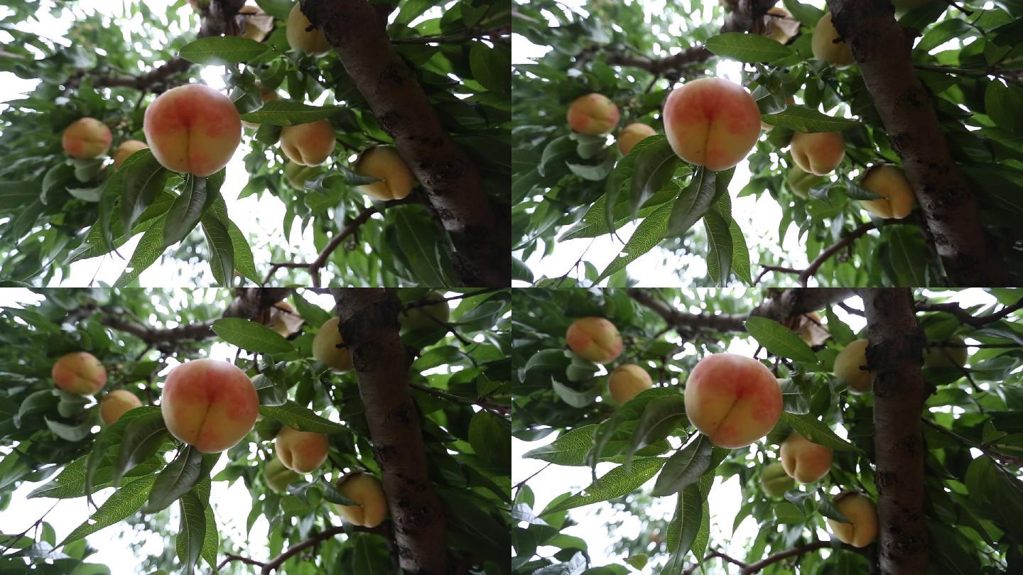 成熟的桃子02
