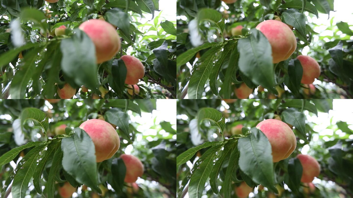 满树的桃子