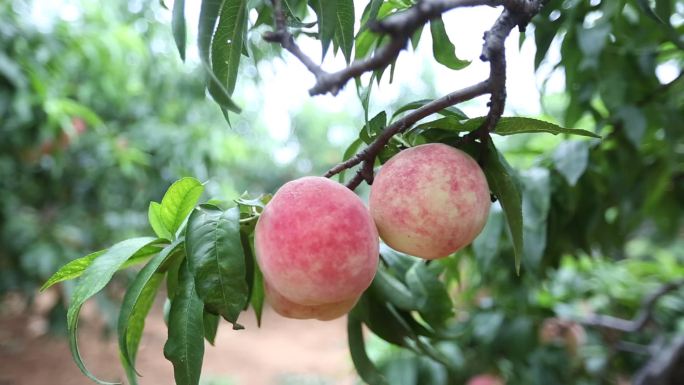 大桃水蜜桃