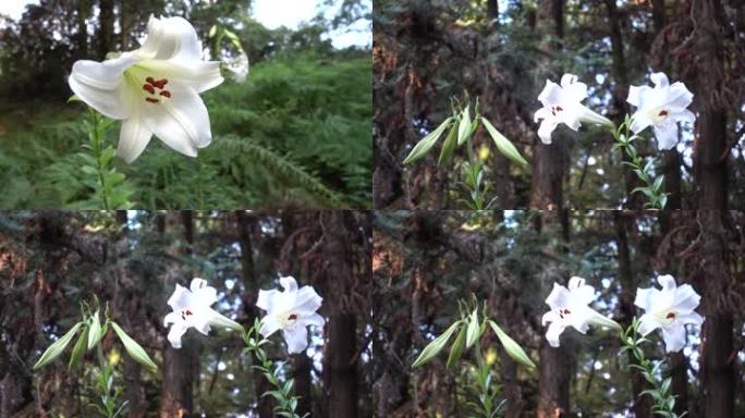 喇叭花花蕾山花野花白花