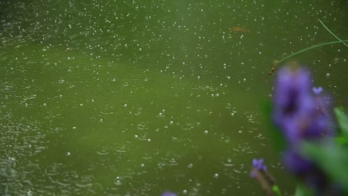 下雨池塘风景实拍