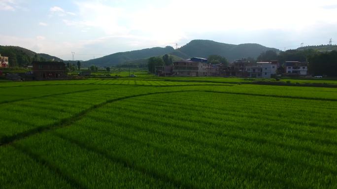 杂稻制种基地航拍素材