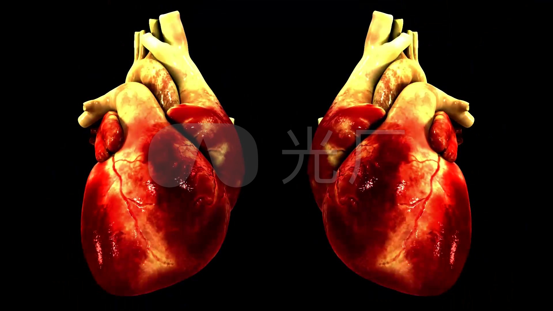 心脏跳动人体器官医疗机理三维动画