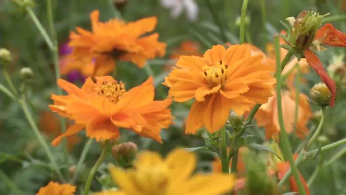 花海实拍油菜花蜜蜂采蜜杜鹃花荷花桃花