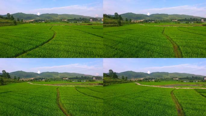 航拍杂稻制种基地