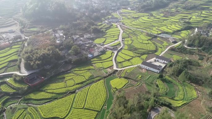 油菜花梯田航拍