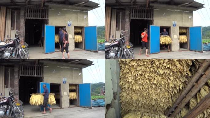 烟草烤烟烤房出烟出烤金黄色烟农