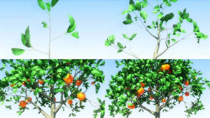 橘子树生长