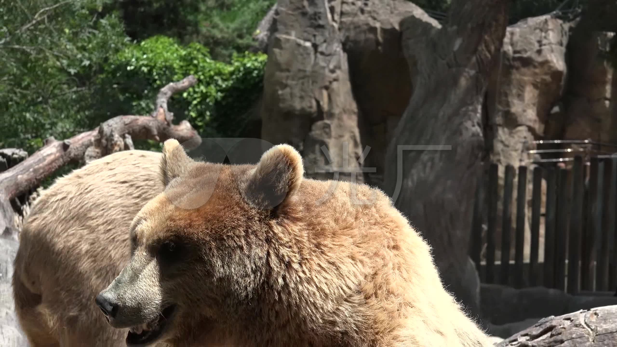 動物園狗熊_2560x1440_高清視頻素材下載(編號:2779251)_實拍視頻_vj