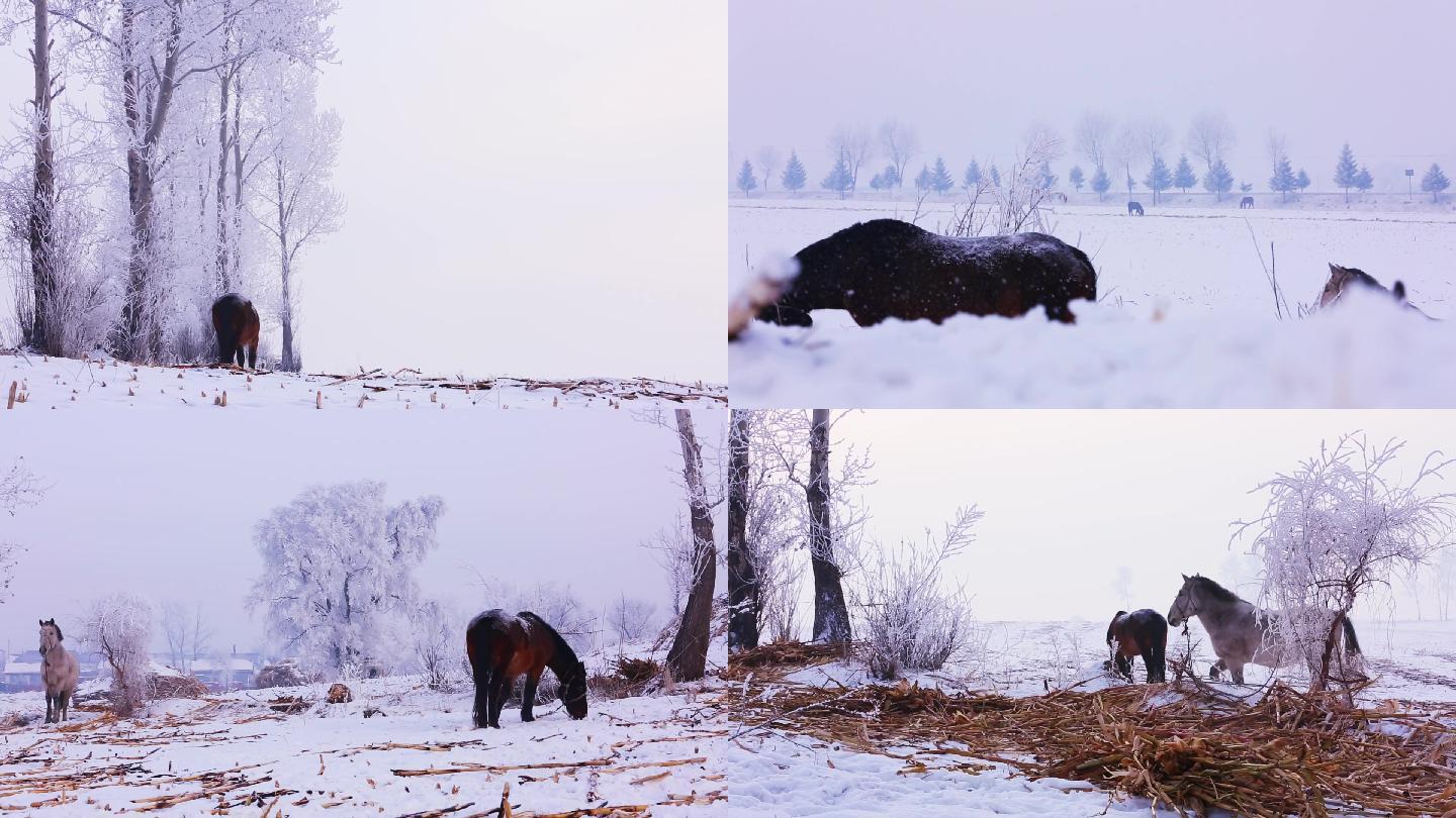 雪中小马