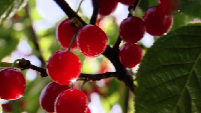 玛瑙红樱桃樱桃花素材