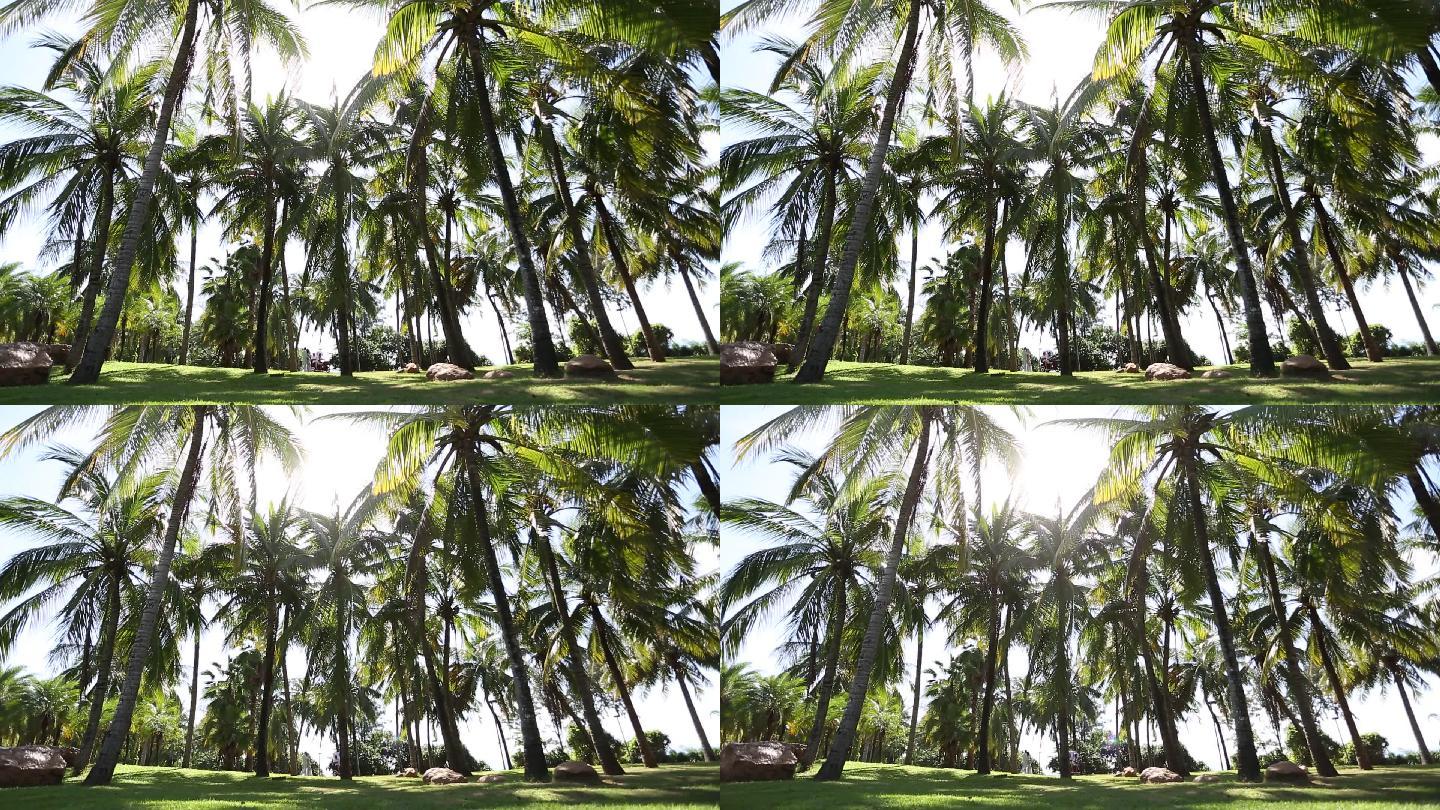 椰梦长廊椰树海边东南亚椰子树