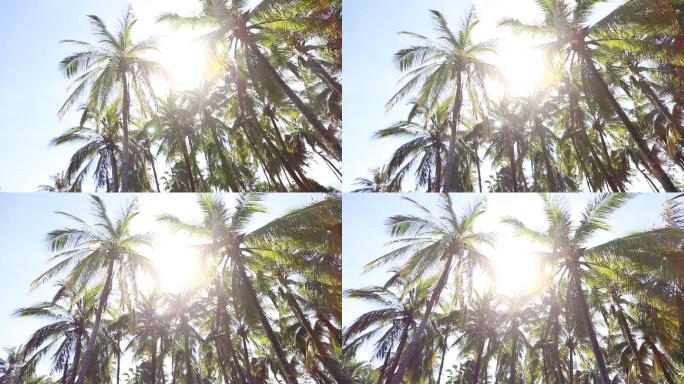 椰梦长廊椰树海边东南亚椰子树