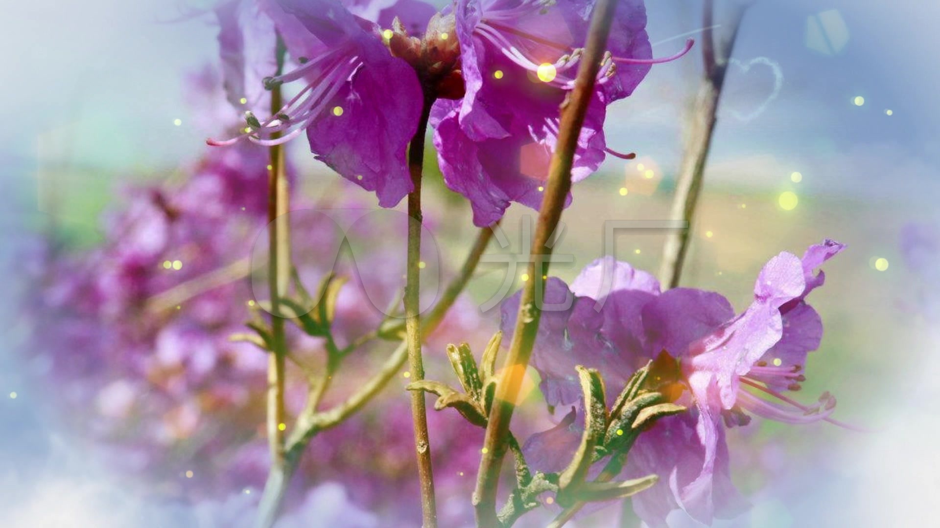 金达莱思密达配乐成品金达莱花【新】_1920x1080_高清视频素材下载