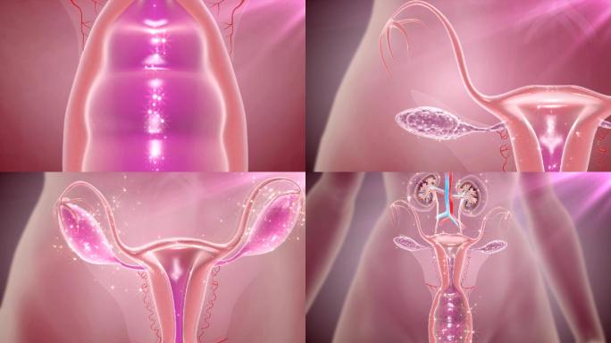 原创恢复女性生殖健康