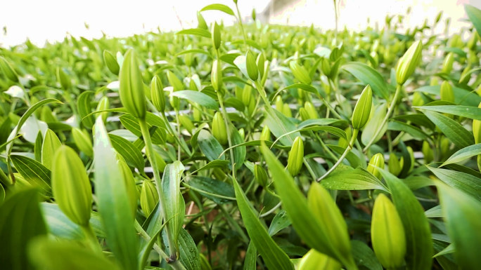 农作物大棚蔬菜百合草莓菊花脑