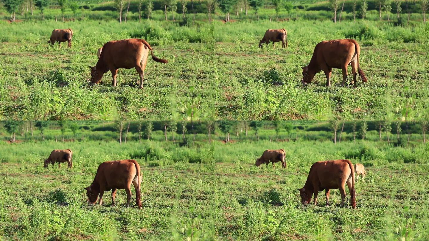 清晨黄牛吃草12秒