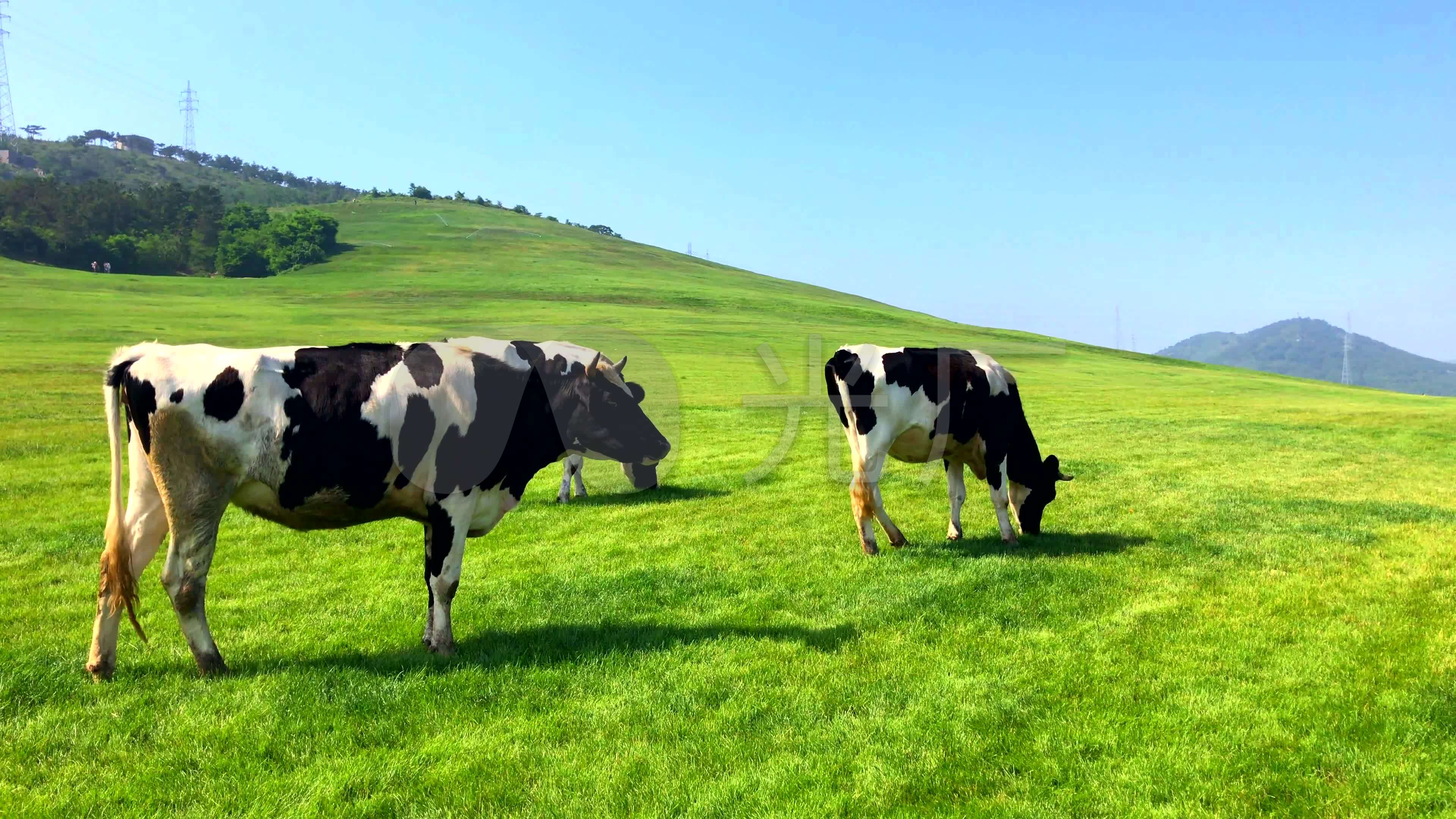 卡通奶牛在草地上饲养动物插画图片素材_ID:427305209-Veer图库