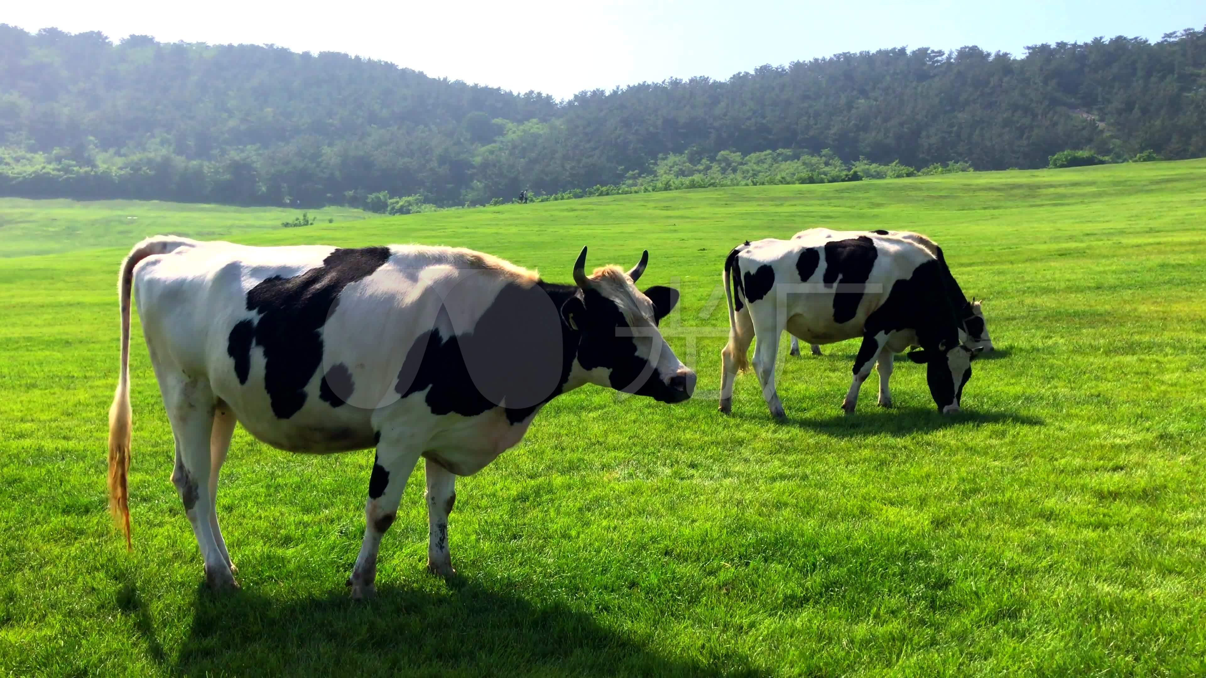 在吃草的奶牛44548_动物合集_动物类_图库壁纸_68Design