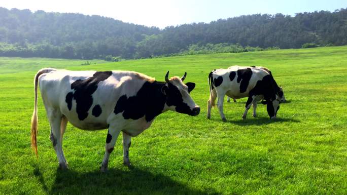牧场奶牛吃草