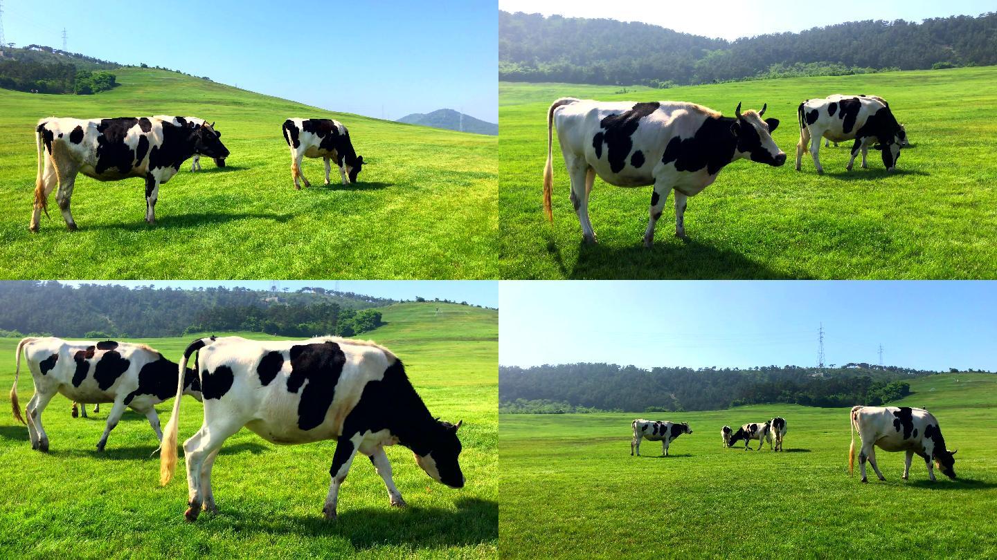 牧场上的一群牛照片摄影图片_ID:309112948-Veer图库
