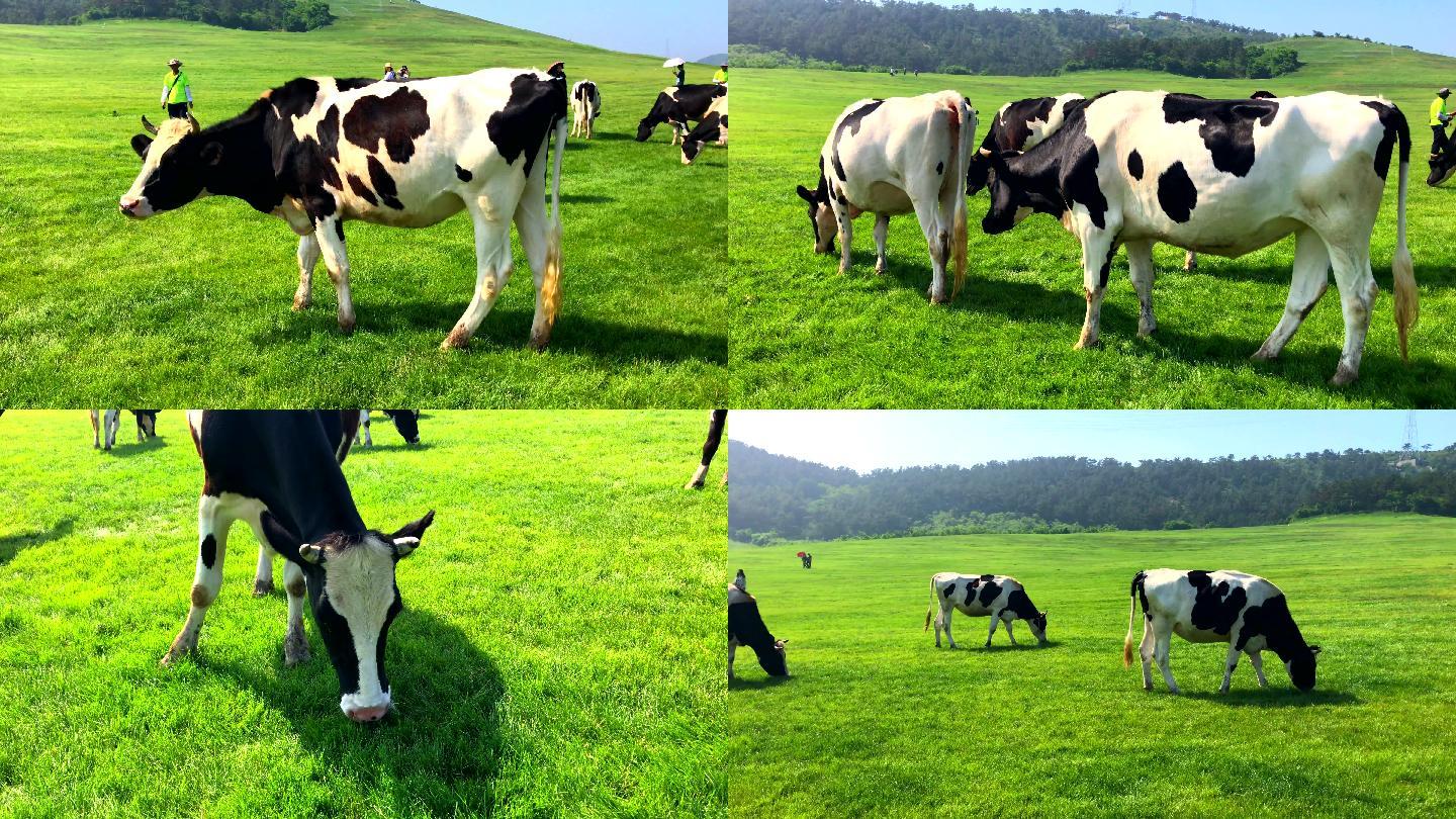 营养奶、环保奶、健康奶、排头兵庄园牧场引领我省奶业高质量发展-专题-每日甘肃网