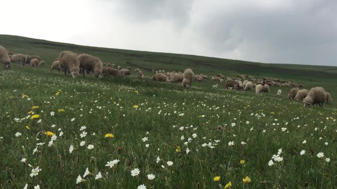 草原牧羊羊群小花拍摄视频素材